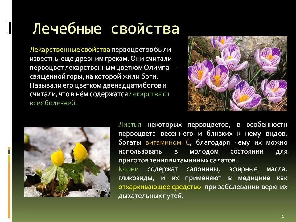 Первоцвет весенний лекарственный примула. Первоцвет весенний лекарственный примула. Примула, первоцвет, баранчики. Первоцвет польза и вред. Листья первоцвета весеннего - folia primulae veris.