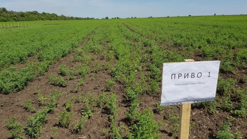 Высева нута. Всходы нута. посадка нута. нутовые поля. посевы нута.
