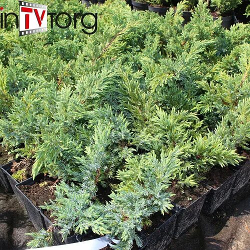 Можжевельник сан хосе фото Juniperus chinensis 'San Jose' (San Jose Chinese Juniper, San Jose Juniper) Nort