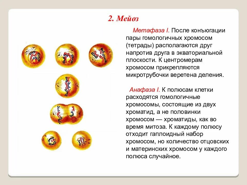 Укажите основные отличия мейоза от митоза 9. Гаметогенез 2 мейоза. Метафазе мейоза II набор хромосом. Анафаза II мейоза характеризуется. Метафаза мейоза 1 и 2.