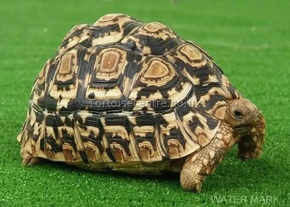Leopard tortoise