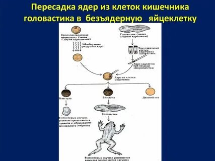 Процесс развития из неоплодотворенной яйцеклетки