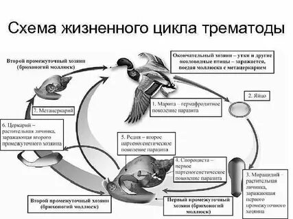 Жизненный цикл птиц