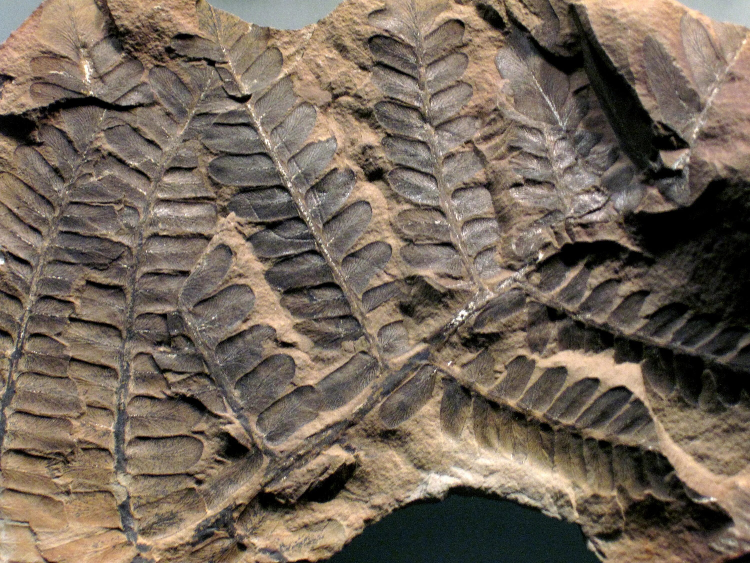 Fossil окаменелости. Палеонтология окаменелости. Каламиты окаменелости. Окаменелости папоротников.