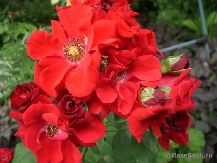 роза плетистая ротер корсар. роза парковая ротер корсар. роза парковая ротер корсар. роза ротер корсар, кордес. роза кустовая roter korsar.