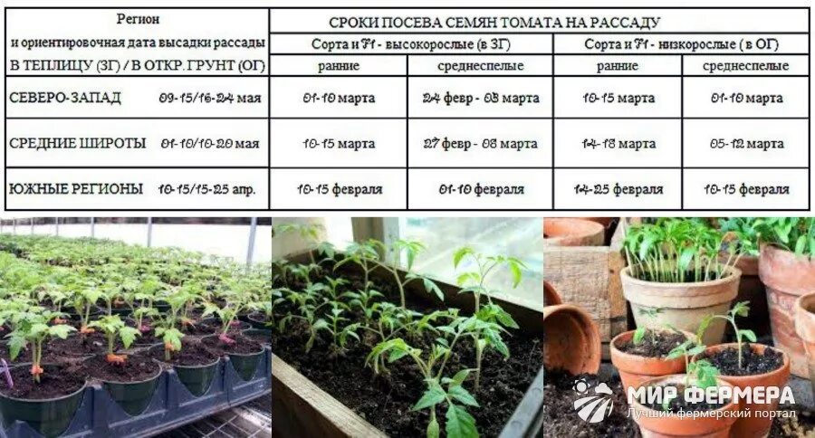 На какую глубину семена перца. Высадка рассады томатов схема. Рассада томатов 2 месяца. Сроки посева семян помидор на рассаду. Сроки рассады томатов.