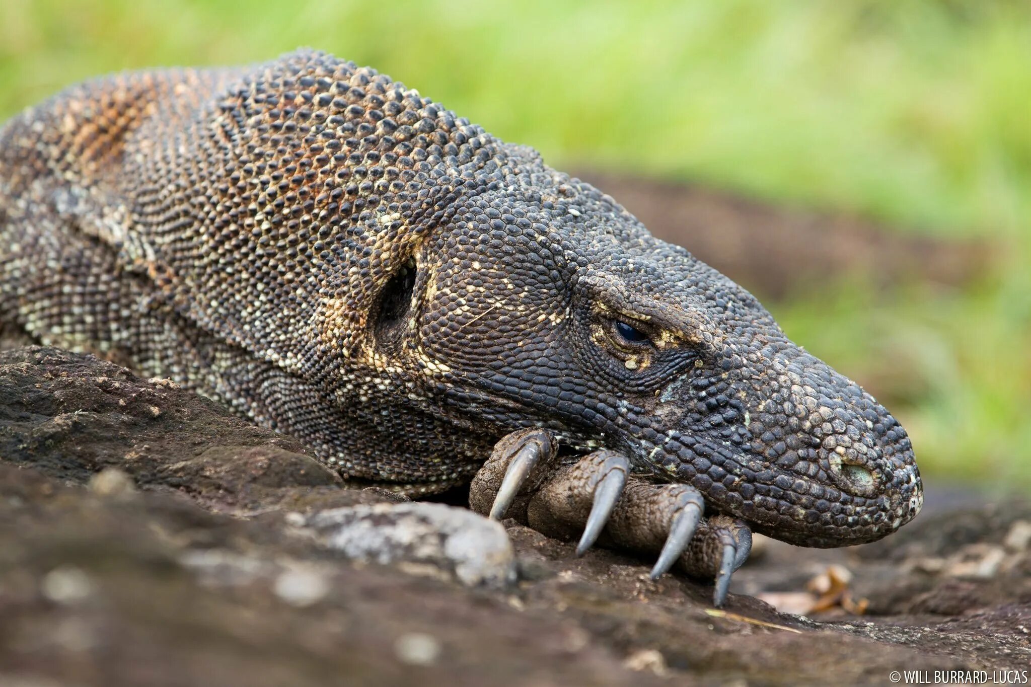 Комодский варан. Черноголовый варан. Комодский варан вес. Капский степной варан. Пресмыкающиеся комодский варан.