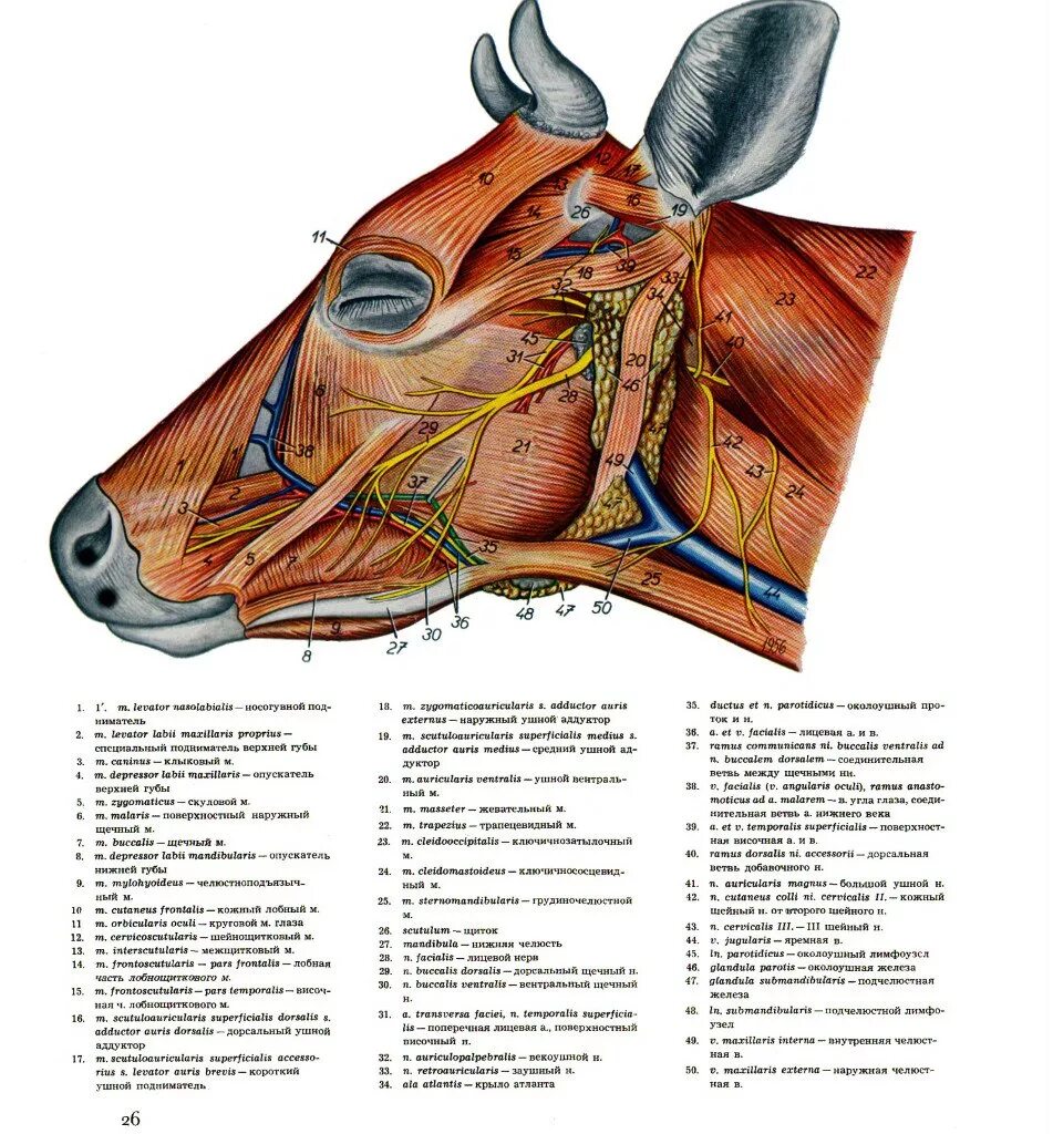 Сонная артерия у свиней где находится. Яремная Вена КРС анатомия. Мышцы головы КРС. Яремная Вена у коровы анатомия.