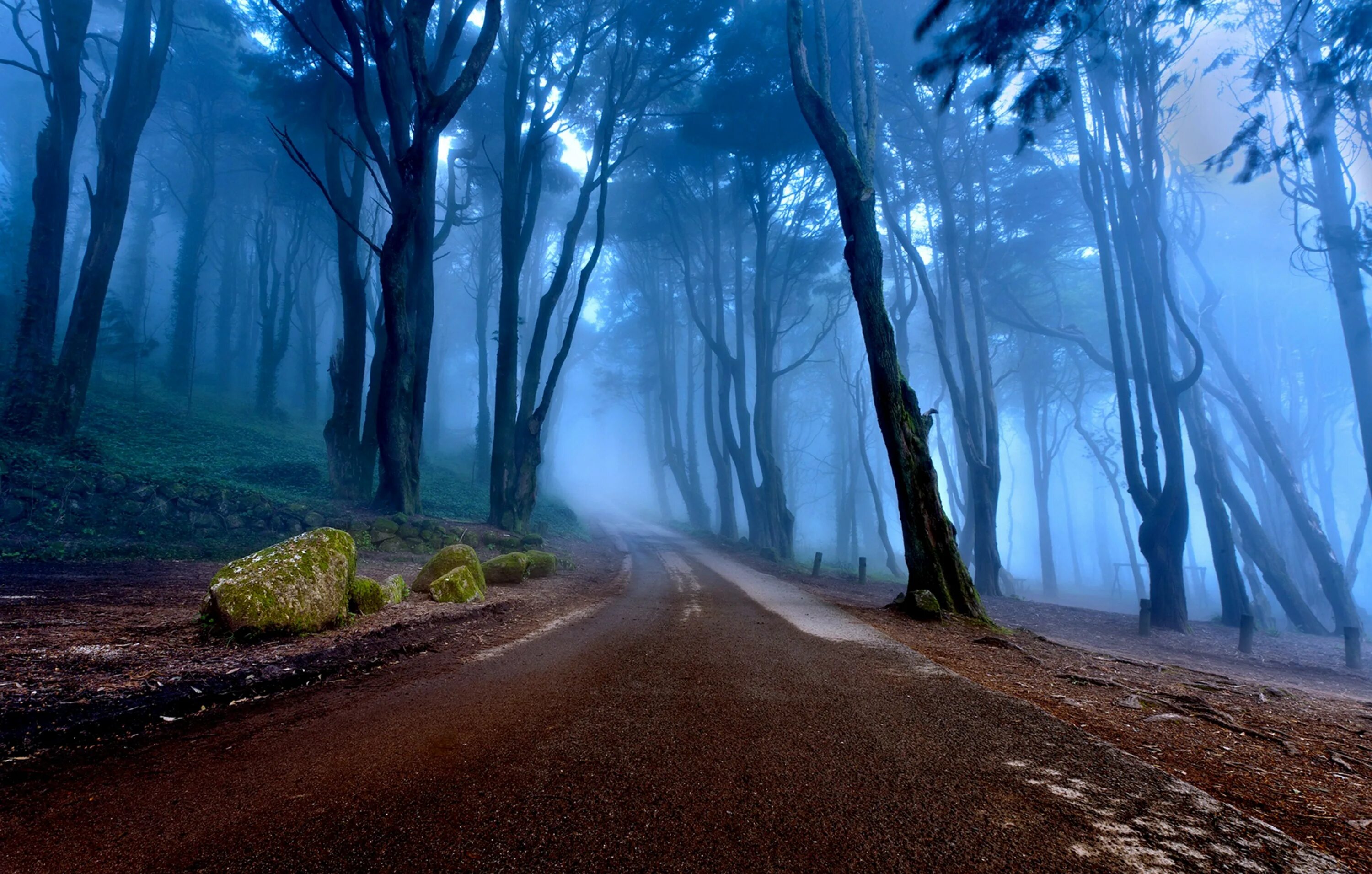 Атмосферные стоки. Дорога в лесу. Мистические пейзажи. Мистический лес. Лес в тумане.