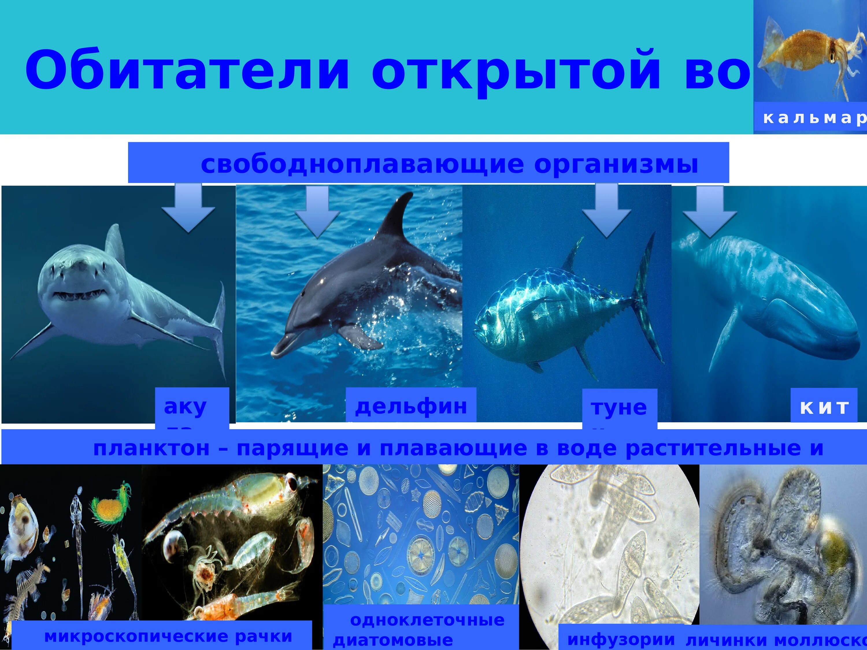 Организмы не способные к активному плаванию. Обитатели открытой воды. Обитатели открытой воды свободно плавающие. Организмы обитающие в морях и океанах. Сообщество толщи воды обитатели.