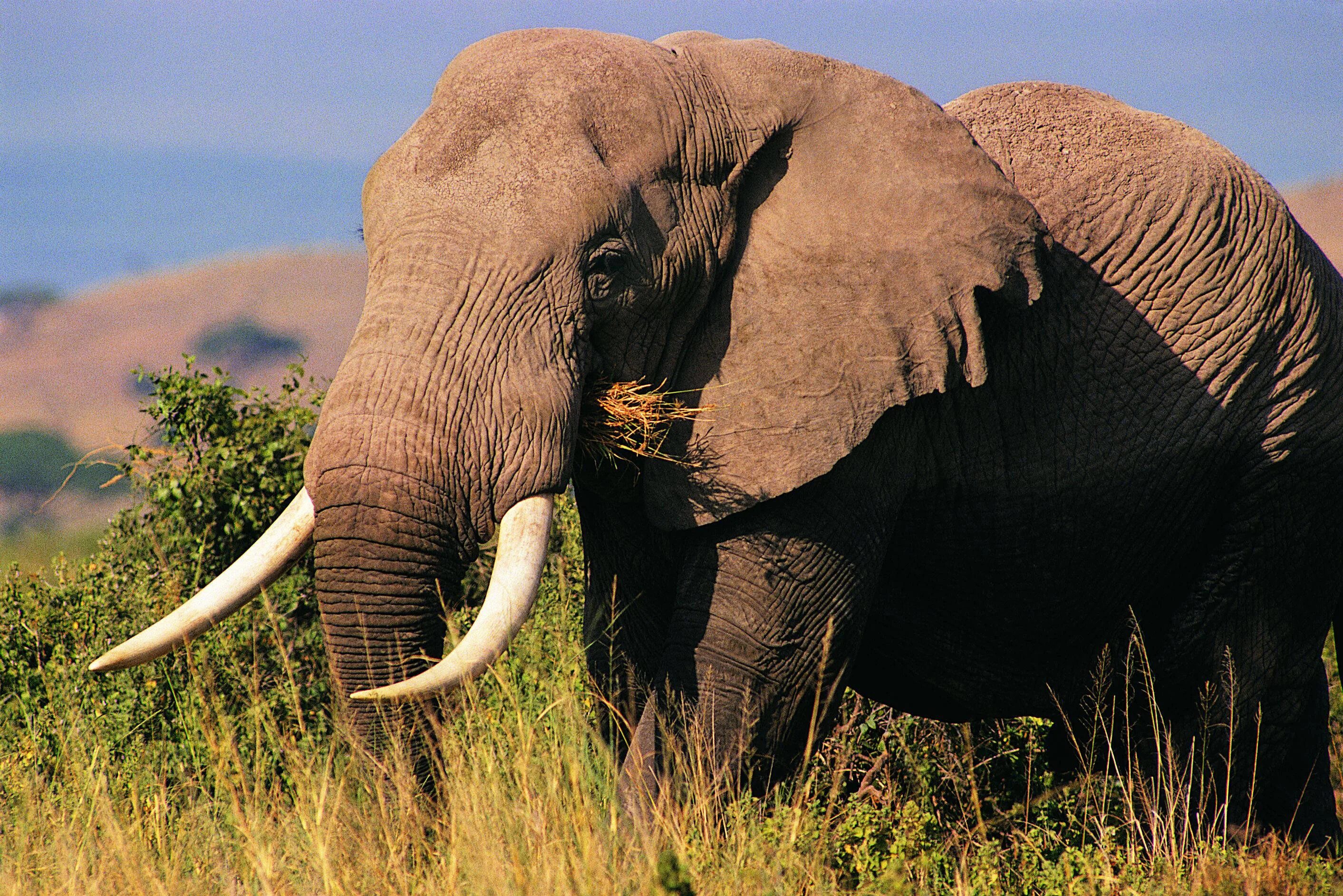 Хоботные Африканский. Африканский слон. Бивни африканского слона. Хоботные (млекопитающие). Как выглядит слоновая