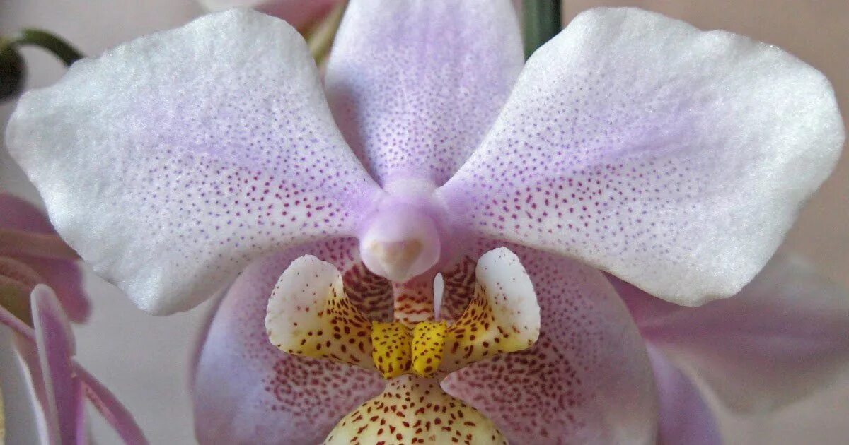 Фаленопсис Филадельфия (Phalaenopsis Philadelphia) Festima.Ru - частные объявлен