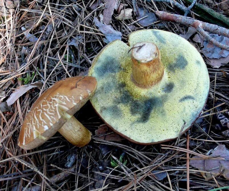 Моховик польский гриб. Моховик синеет. Польский гриб синеет. Моховик зеленый гриб.