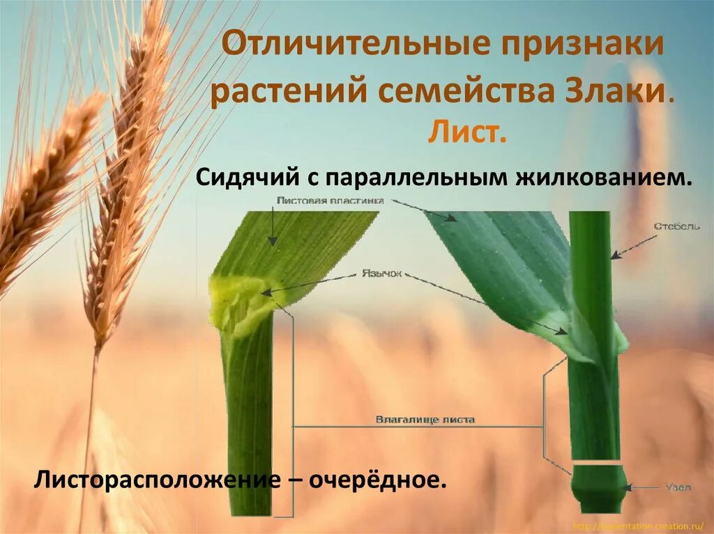 Строение пшеницы семейство злаковых. Цветок пшеницы. Растения из семейства злаки. Строение злаковых растений.