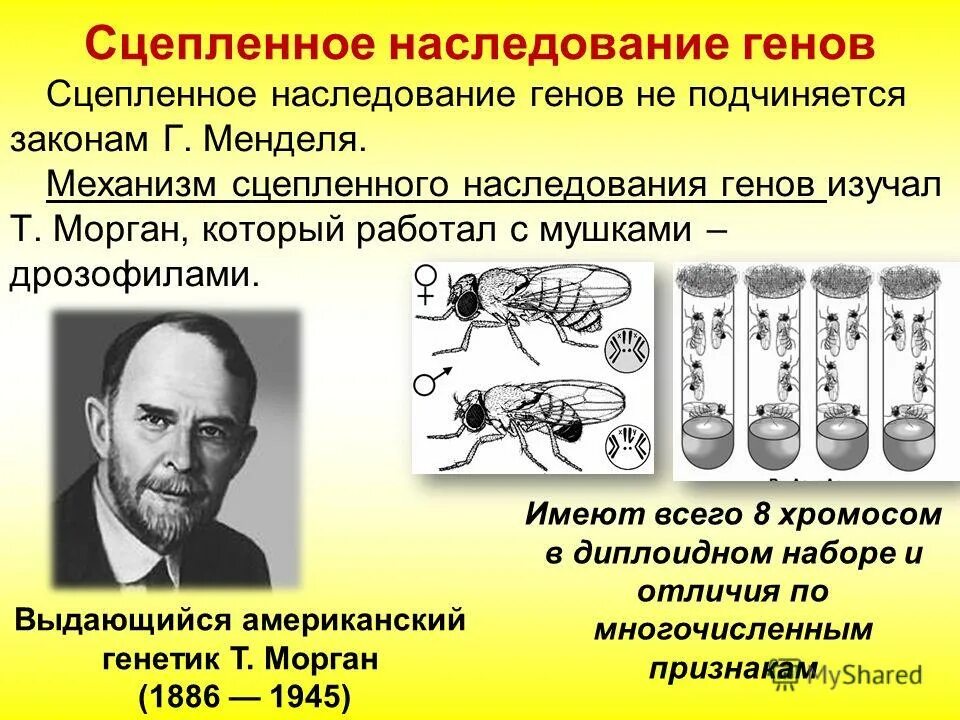 Закон независимого наследования 2 закон менделя. Наследование (программирование). Подчиняется законам наследования. Подчиняется законам наследования. Наследование c#.