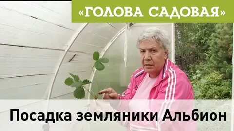 Садовая тетя таня