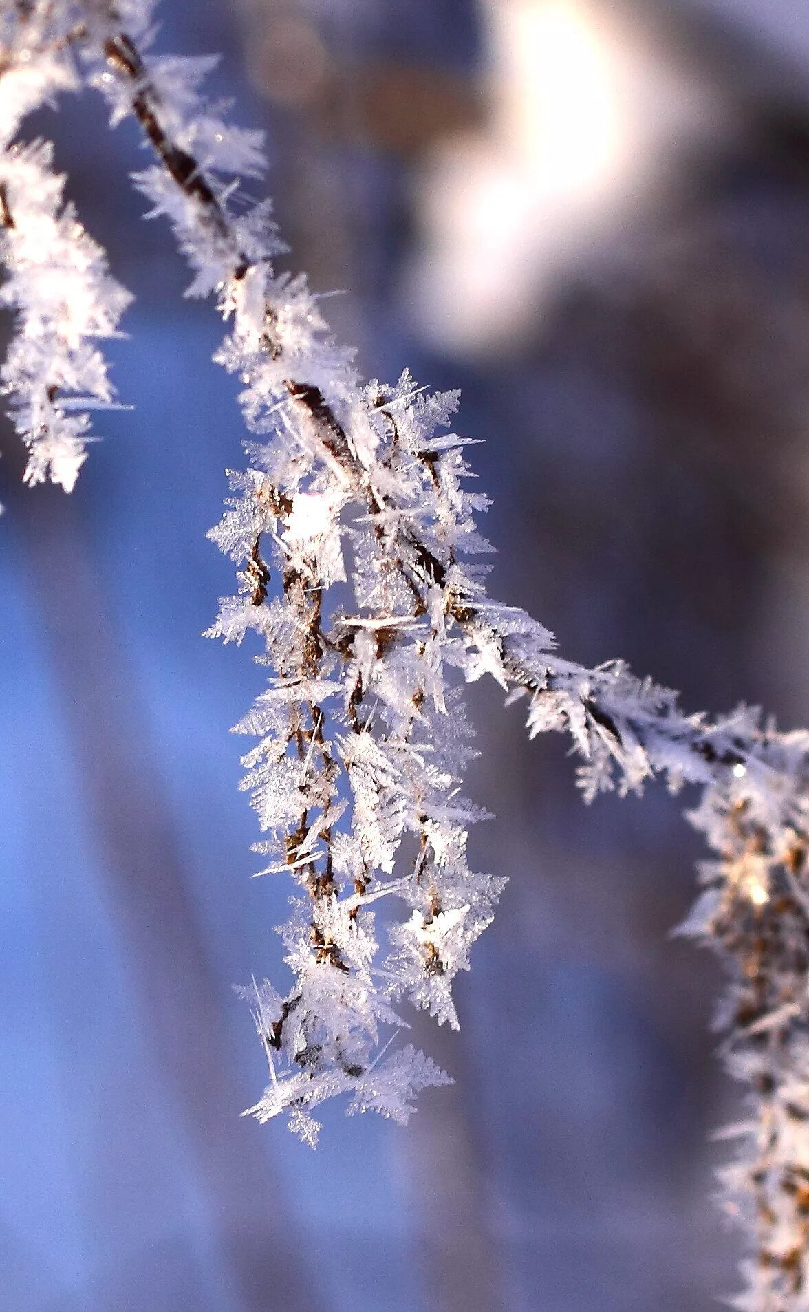 Изморозь и изморось. Изморозь лексическое значение. Зернистая изморозь. Как пишется изморозь или изморось. Изморозь и изморось.