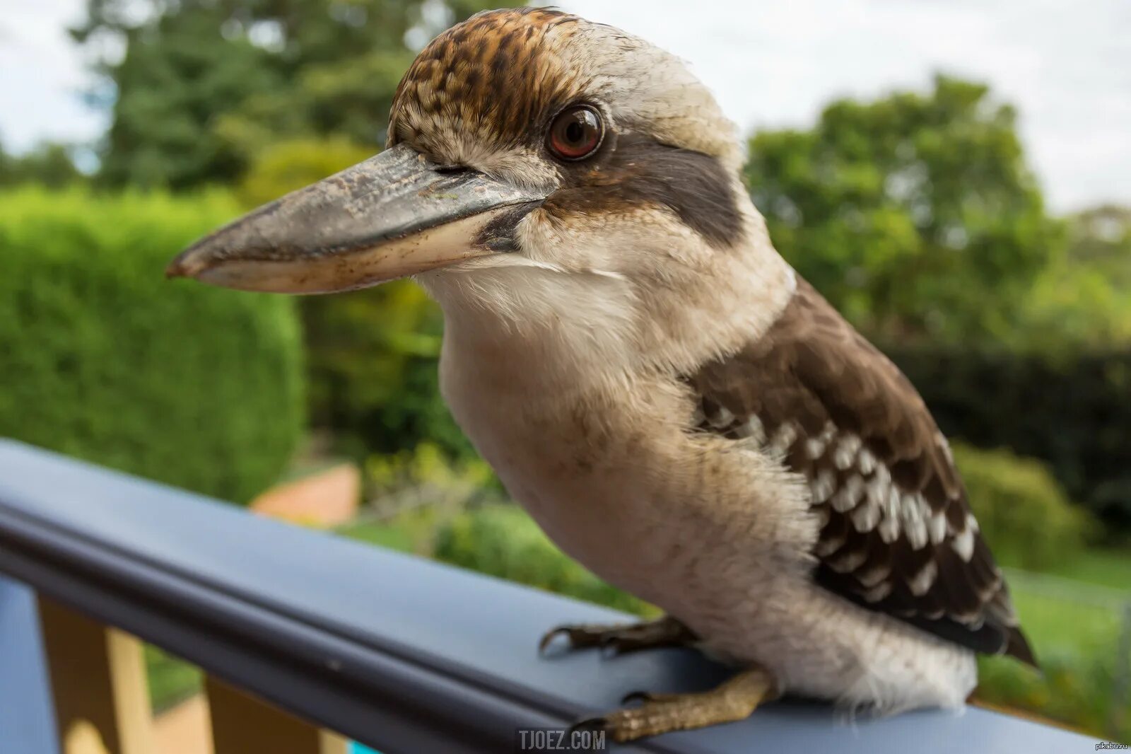 Птица Австралии Кукабарра. Смеющаяся Кукабарра.