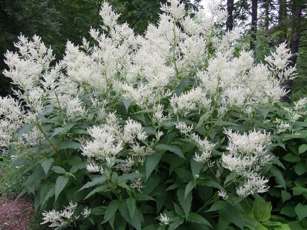Горец сахалинский Plants, Garden