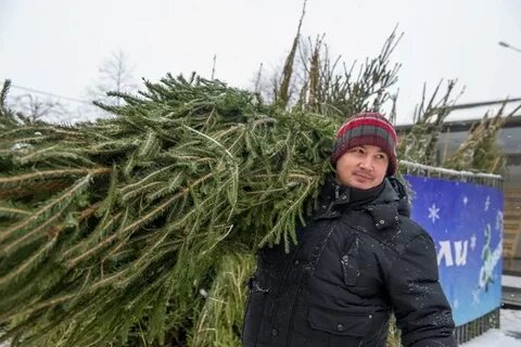 Взять елку в лесничестве спб