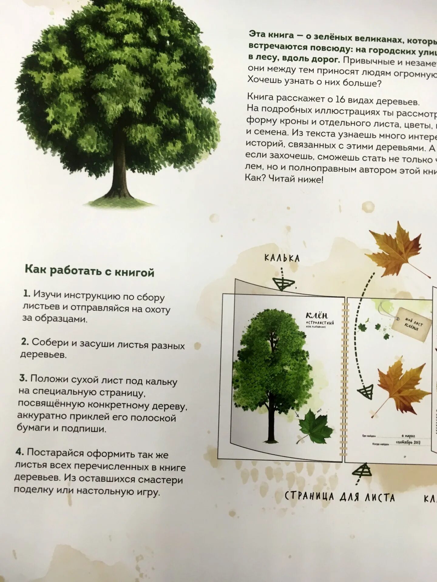 Книга листьев. Дом листьев данилевский книга. Лист книги. Описание деревьев для гербария. Дом из листьев книга.