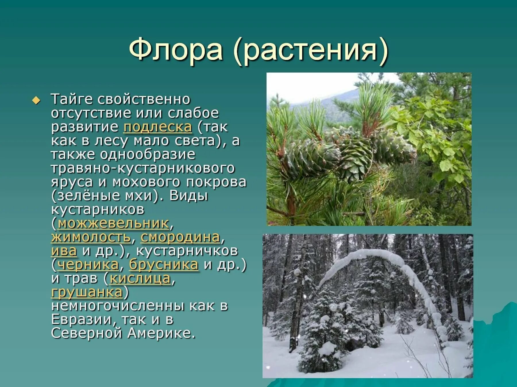 Какая характеристика в тайге. Растительный мир в тайге хвойный лес. Растительность таежной зоны. Растения которые растут в тайге.