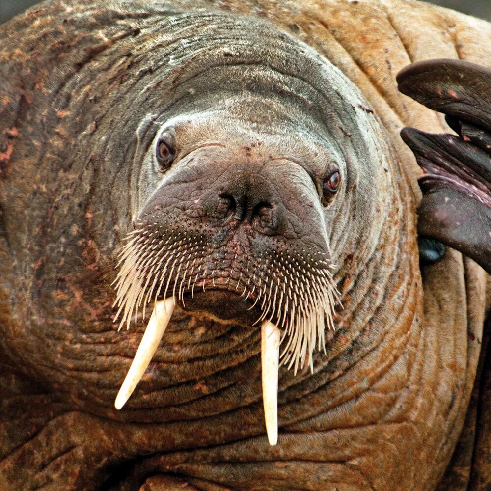 Атлантический подвид моржа. Лаптевский морж. Атлантический морж Odobenus rosmarus rosmarus. Карликовый морж.