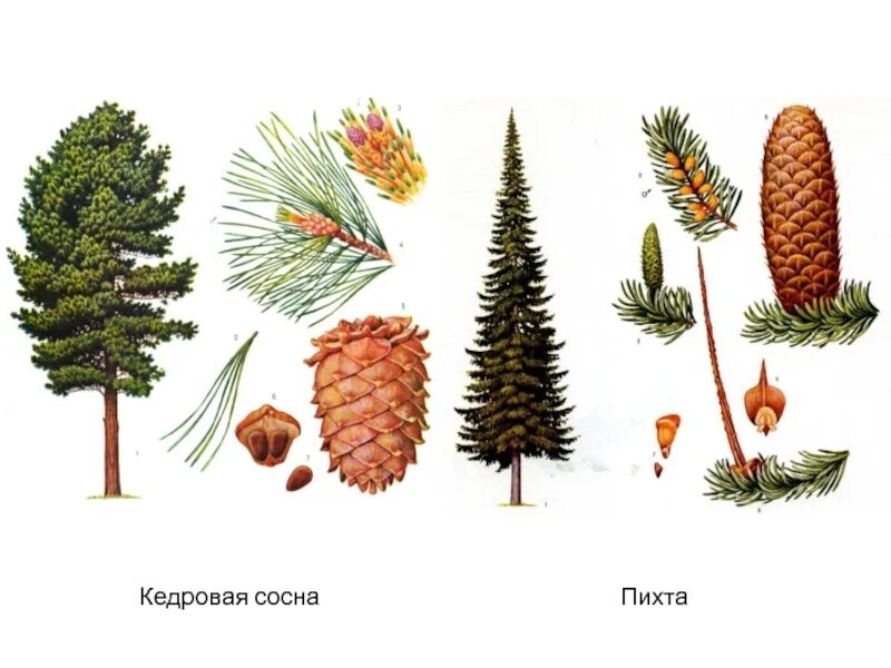 Ели пихты лиственницы сосны