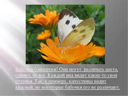 Факты о бабочках