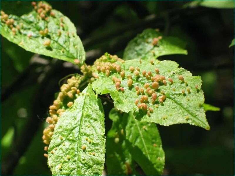 Красногалловая тля смородины. Галловая тля смородины. Листовая галловая тля смородина. Листовая галловая тля смородина. Листовая галловая тля.