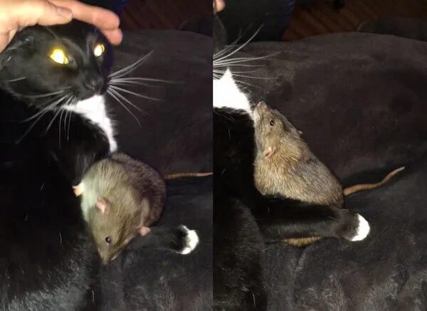 Почему кошка съедает своих котят. Кошка и крыса. Крысиная порода кошек. Три крысы.