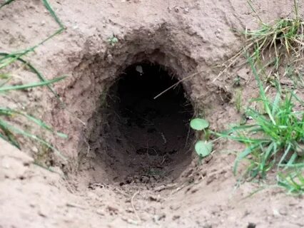 Burrow