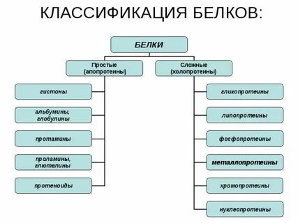 Какие белки относятся