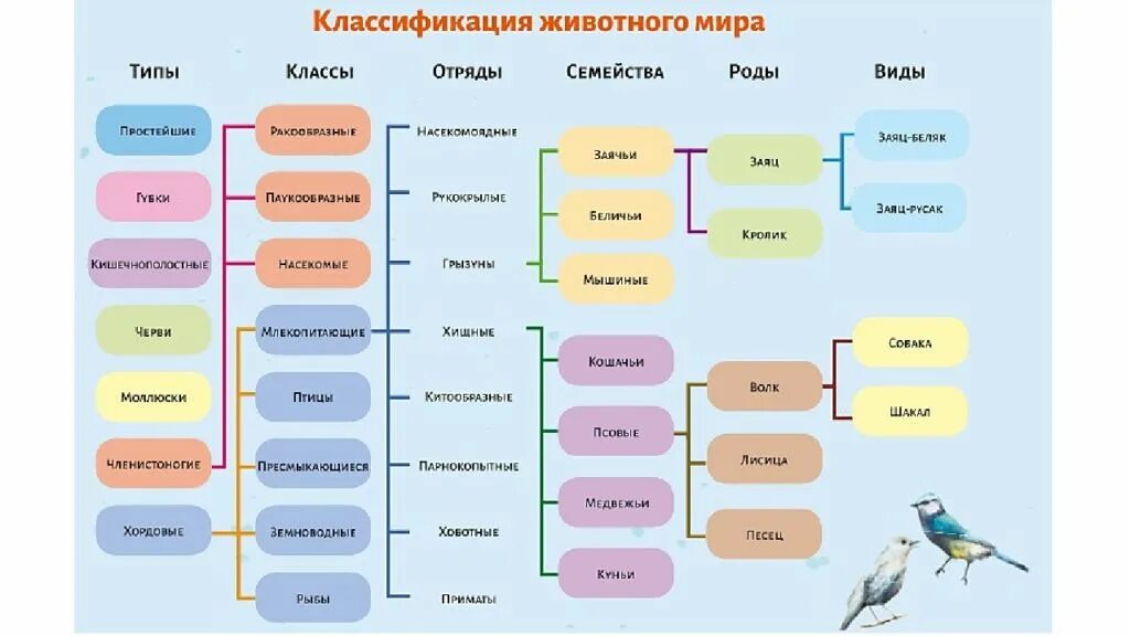 Классификация животных окружающий мир 3 класс. Схема классификации животных 7 класс. Систематика царство животные схема. Классификация всех живых организмов биология. Царство животных типы классы отряды семейства.