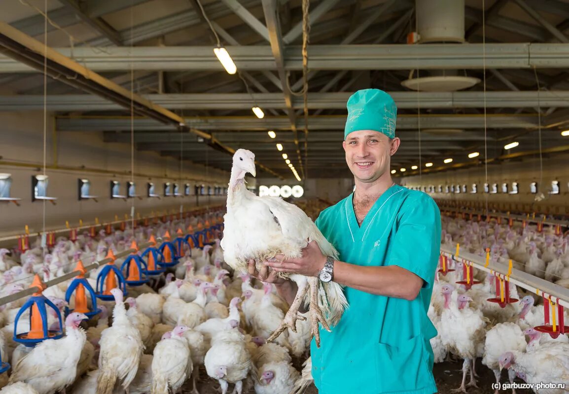 Казахстан птицефабрика. Логотип турбаслинские бройлеры. Фабрика турбаслинские бройлеры. Фабрика турбаслинские бройлеры. Оао турбаслинские бройлеры благовещенск.