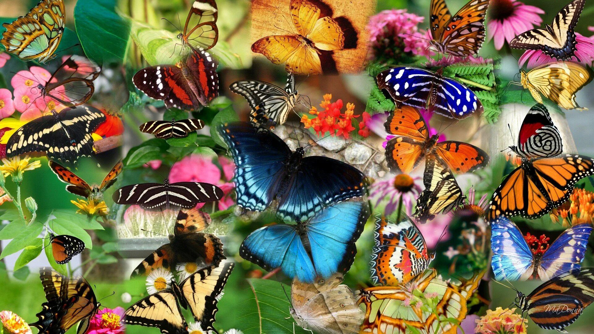 Разно и многообразие. Много бабочек. Много красивых бабочек. Расцветки бабочек. Красивые бабочки.