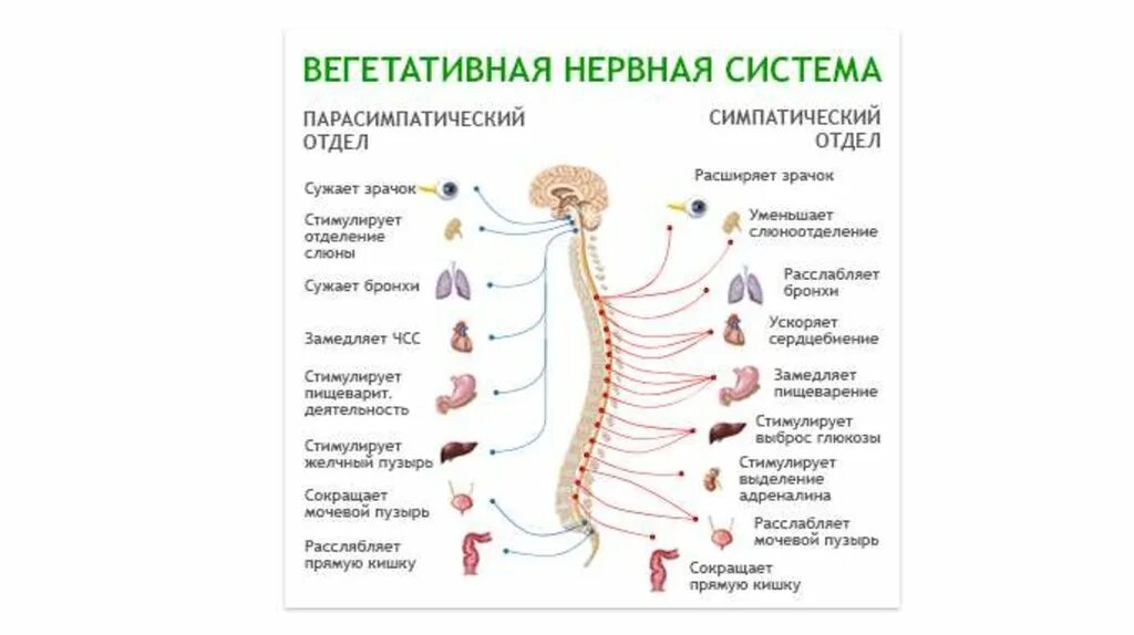 Вегетативные нужны для. Вегетативная нервная система. Строение вегетативной нервной системы. Нервы вегетативной нервной системы. Вегетативная нервная система человека анатомия.