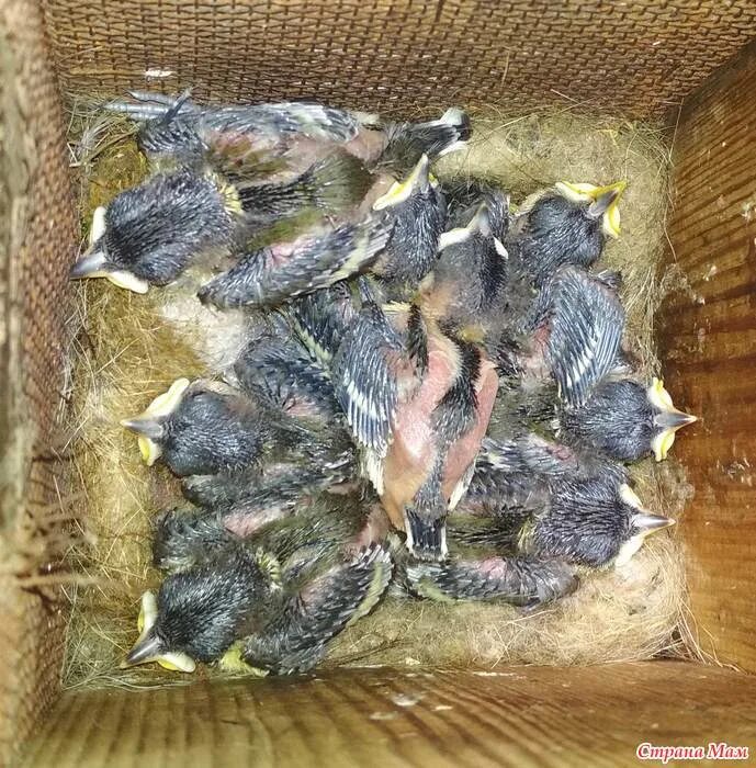 Сколько птенцов у синицы. Птенец синицы. птенец синицы фото по неделям. птенец синицы фото по неделям фото.
