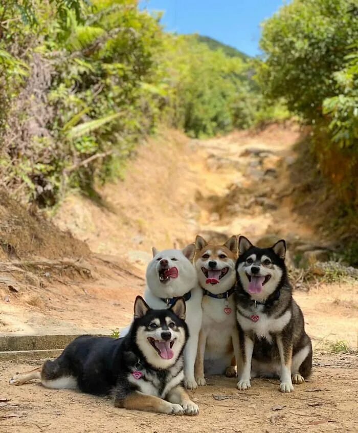 Портящий фотографии. Четыре собаки. Четверо и собака. Собаки вместе. Четыре смешные собаки.