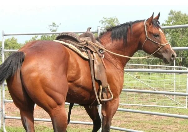 Horses rear end or arse. stock image. Image of rear, arse - 48837957