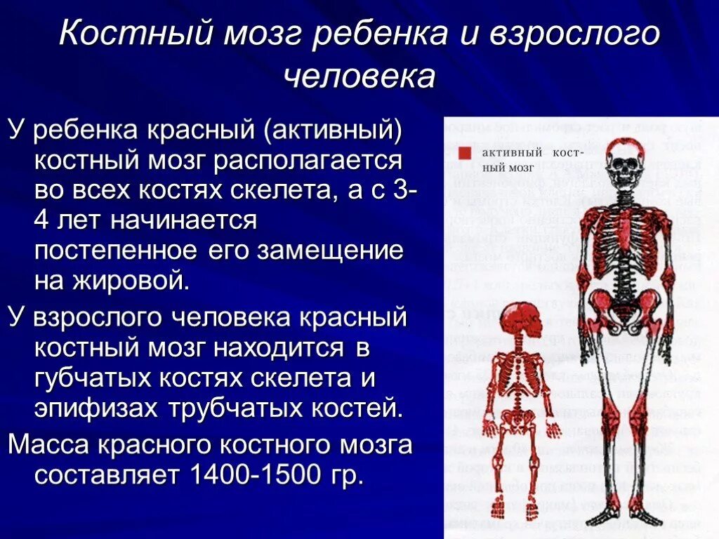 Костный мозг где находится. Красный костный мозг расположен. Костный мозгьчеловека. Функции костного мозга.