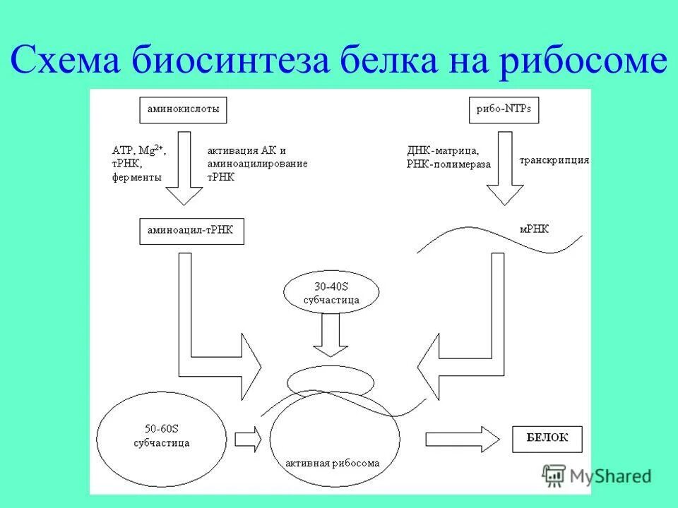 инициация элонгация терминация. основные этапы биосинтеза белка транскрипция и трансляция. общая схема синтеза белка. схема процесса биосинтеза. общая схема биосинтеза белка схема.