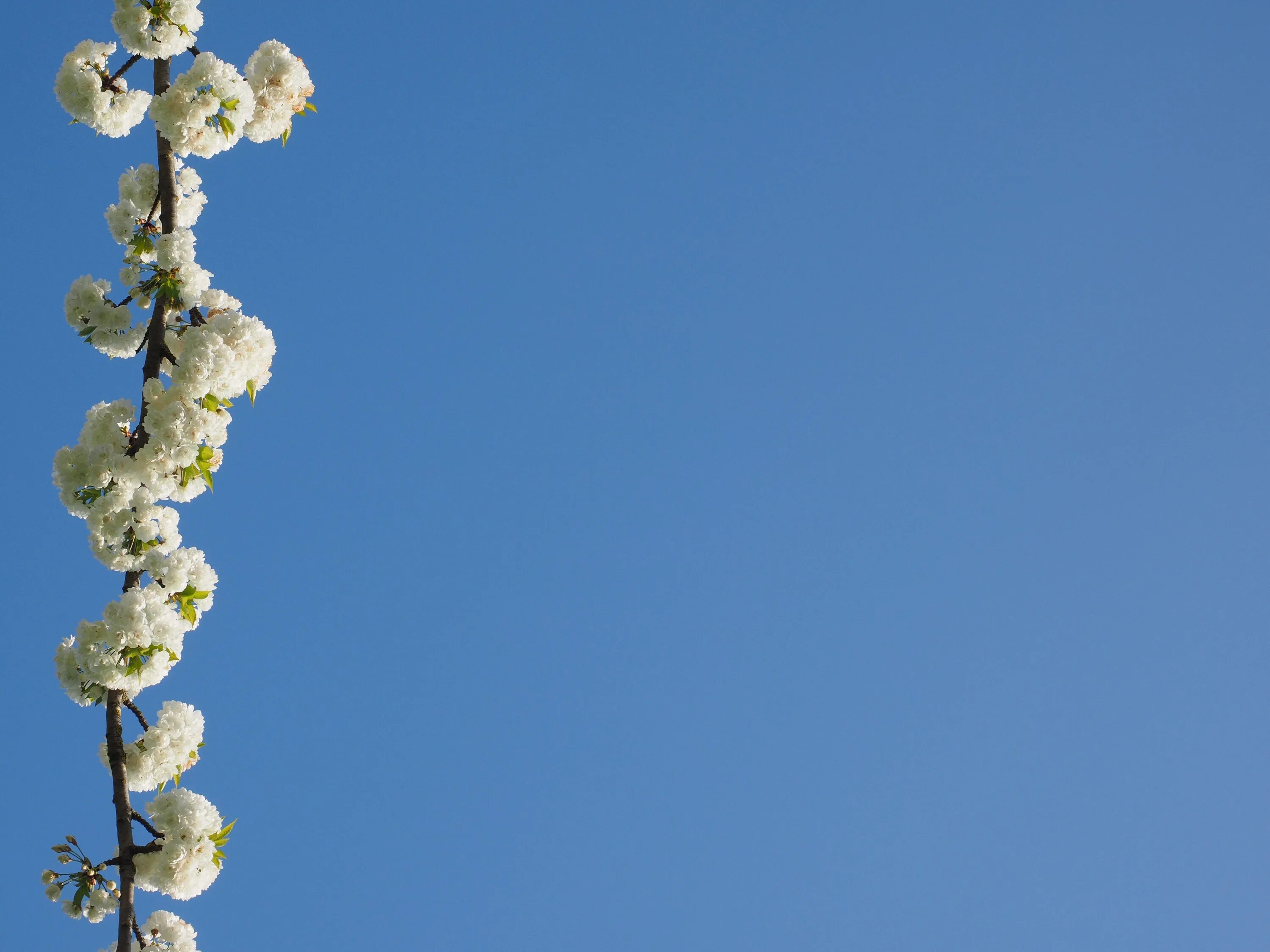 White spring. Белое цветущее дерево. Цветы облачко. Голубое небо цветение деревьев. Белая Сакура.