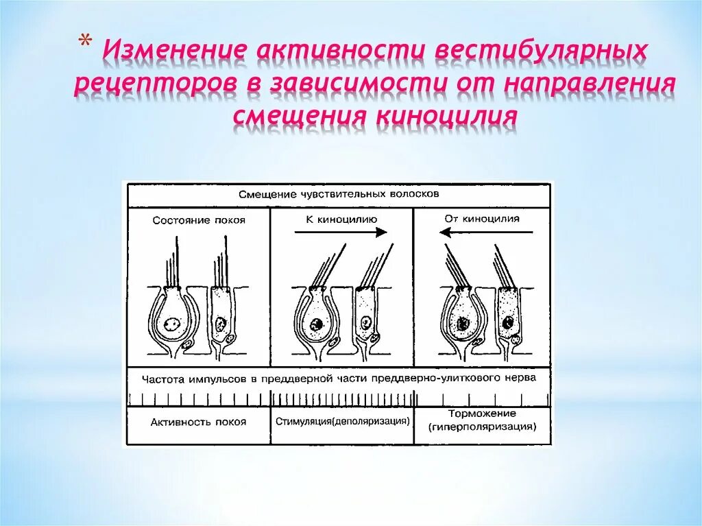 Вестибулярный анализатор гистология. Рецепторы отолитового аппарата расположены в. Строение вестибулярного рецептора. Строение и функции рецепторов вестибулярной системы.