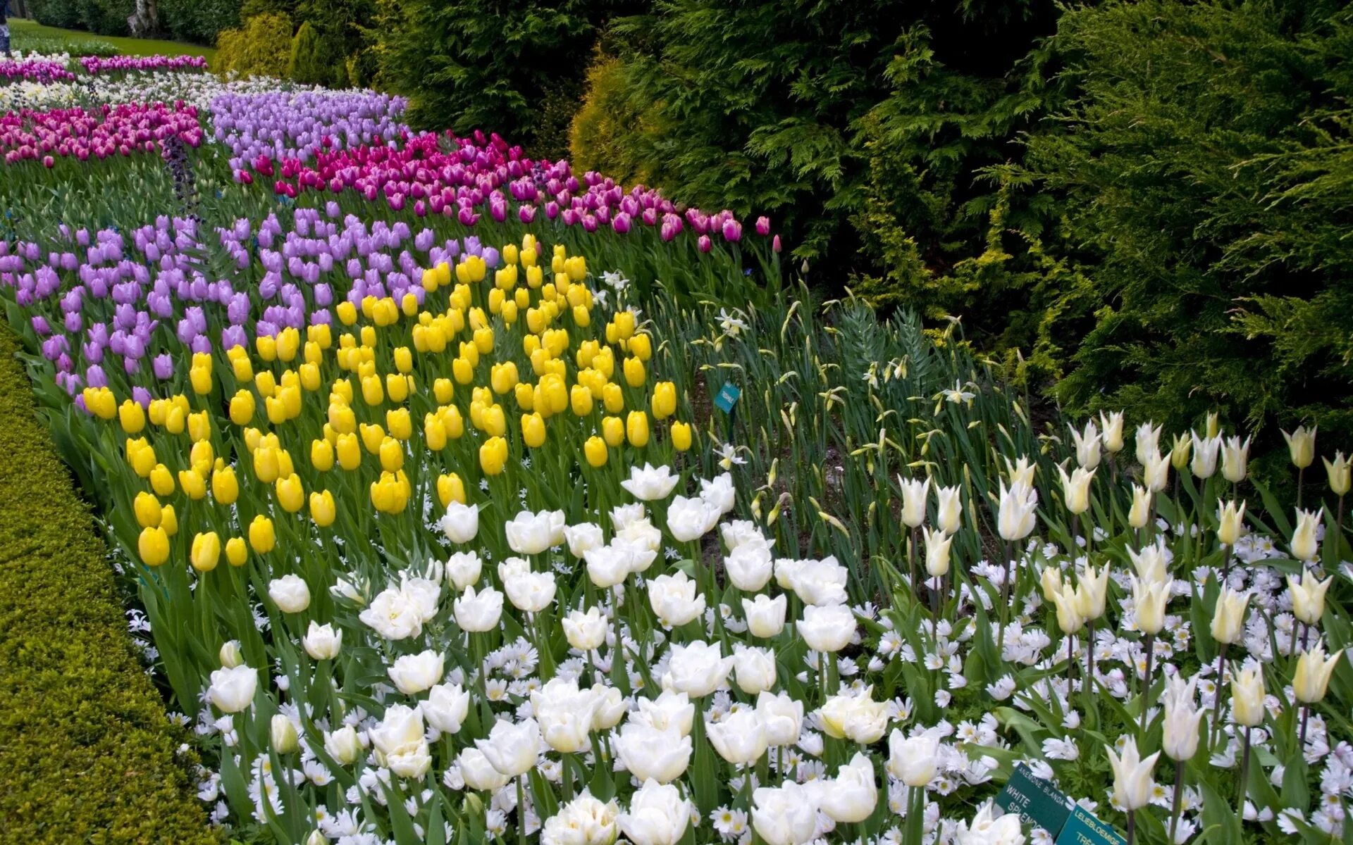 Весеннецветущие луковичные. Миксбордеры кекенхоф. Клумба весной. Миксбордер тюльпаны крокусы нарциссы. Клумба весной.