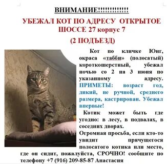 Кличка для полосатого котенка мальчика