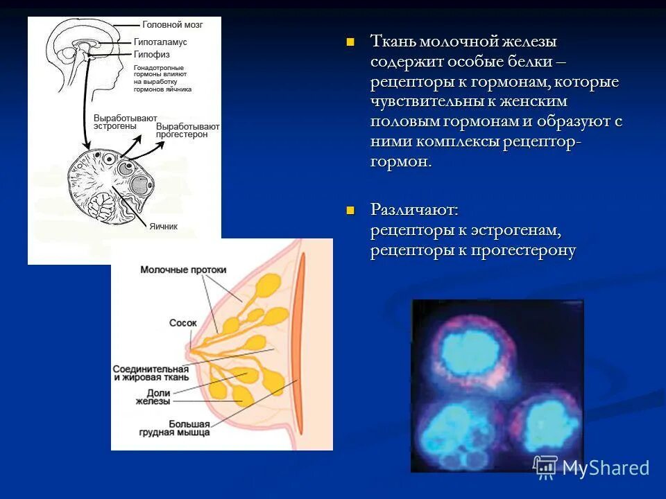 рецепторы молочной железы. механизм действия герцептина. Her2 рецептор схема. опухоль her2 позитивная молочной железы. молочные железы и эстрогены.