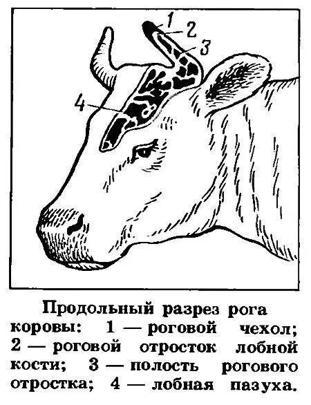 Строение рога крупного рогатого скота. Строение рога жвачных. Строение рога КРС анатомия. Строение Рогов КРС.