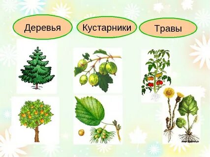 Дерево это растение 2 класс