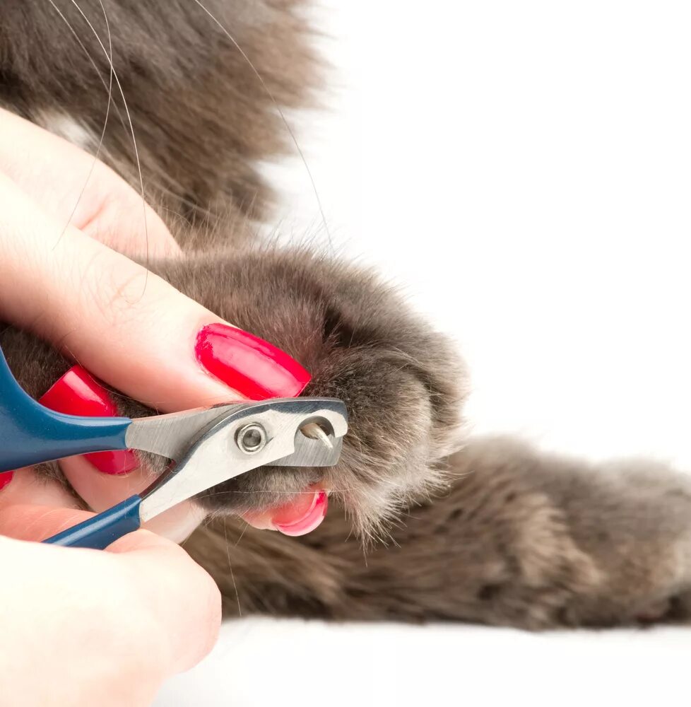 Подстригание когтей у кошек. Правильно стричь когти кошке когтерезкой. Приспособление для подстригания когтей у кошки. Щипцы для стрижки когтей у кролика. Сколько стоит подстричь ногти
